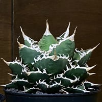 Agave Titanota Caesar 中株(Lize産)002 | Kenmay