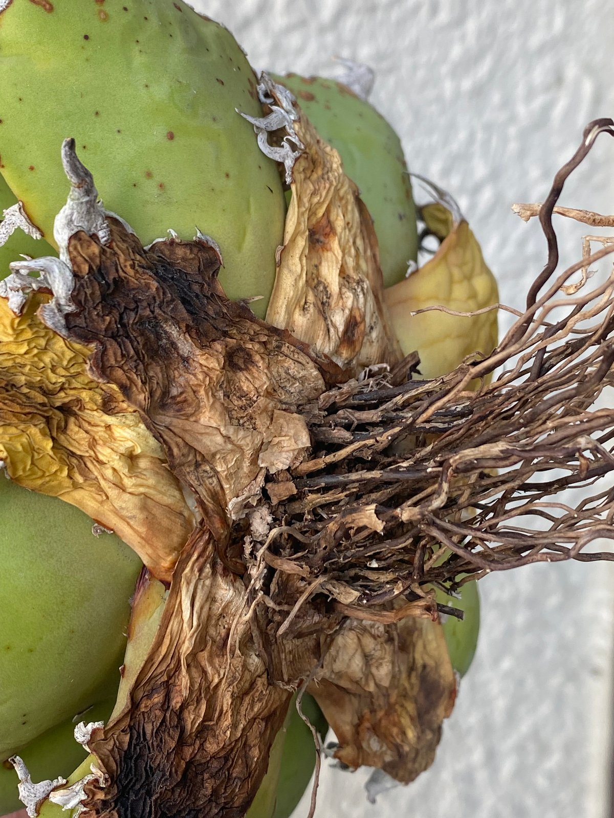 Agave Titanota Caesar 中株(Lize産)001 | Kenmay