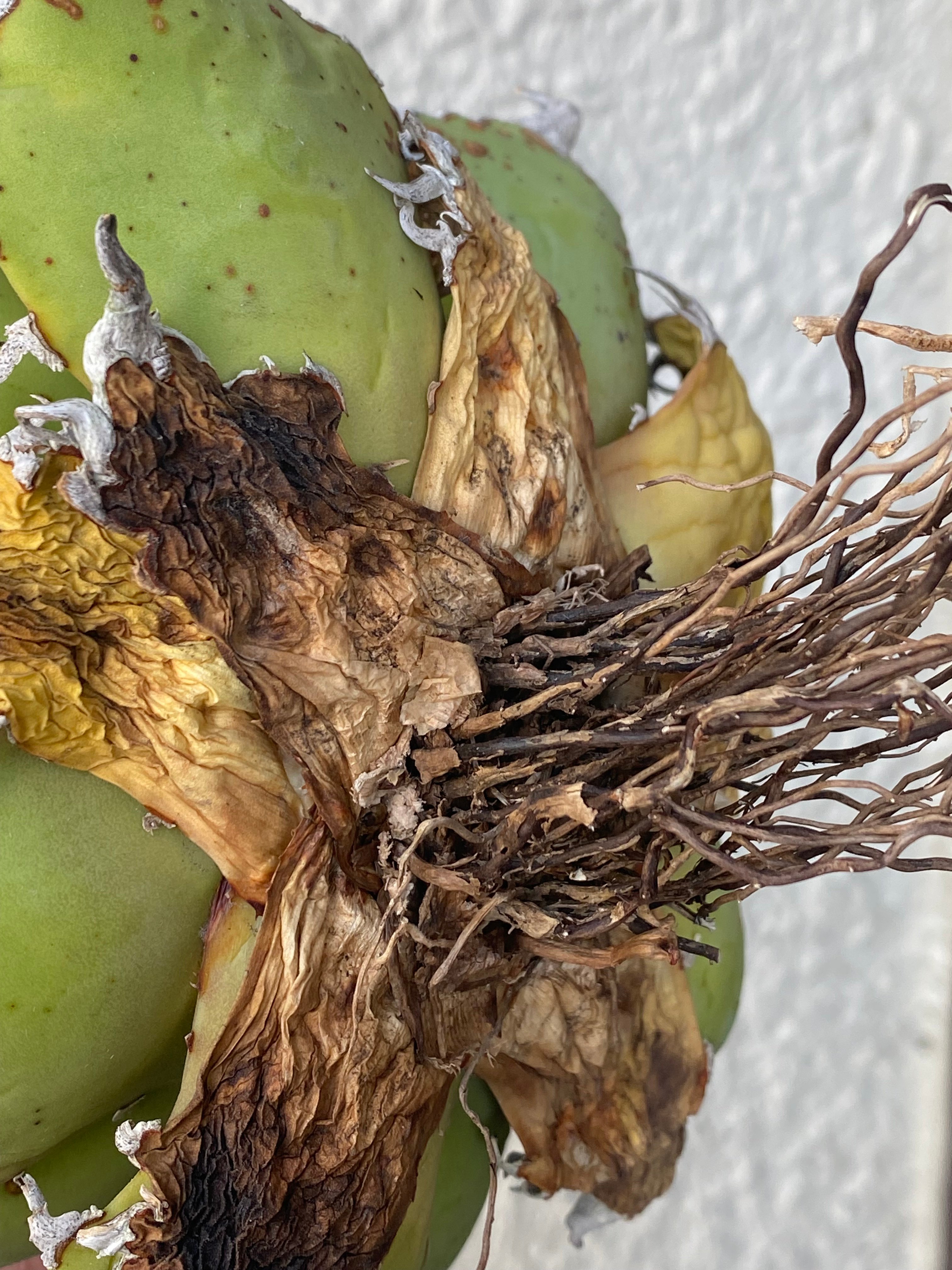 Agave Titanota Caesar 中株(Lize産)001 | Kenmay
