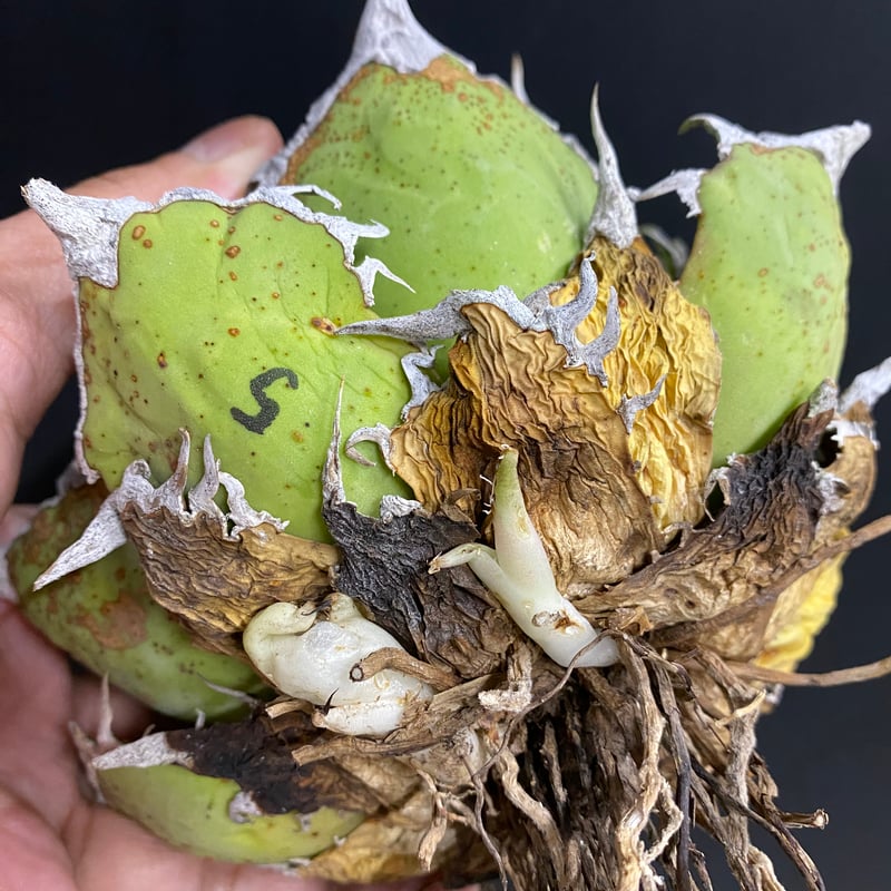 【限定割引中】アガベ　チタノタ　シーザー　lize産 アガベ・チタノタ シーザー（凱撒）中-019｜agave titanota