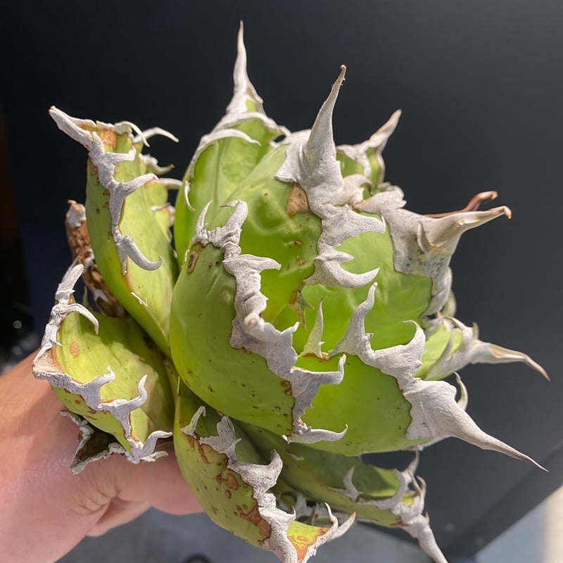 Agave Titanota Caesar 中株(Lize産)001 | Kenmay