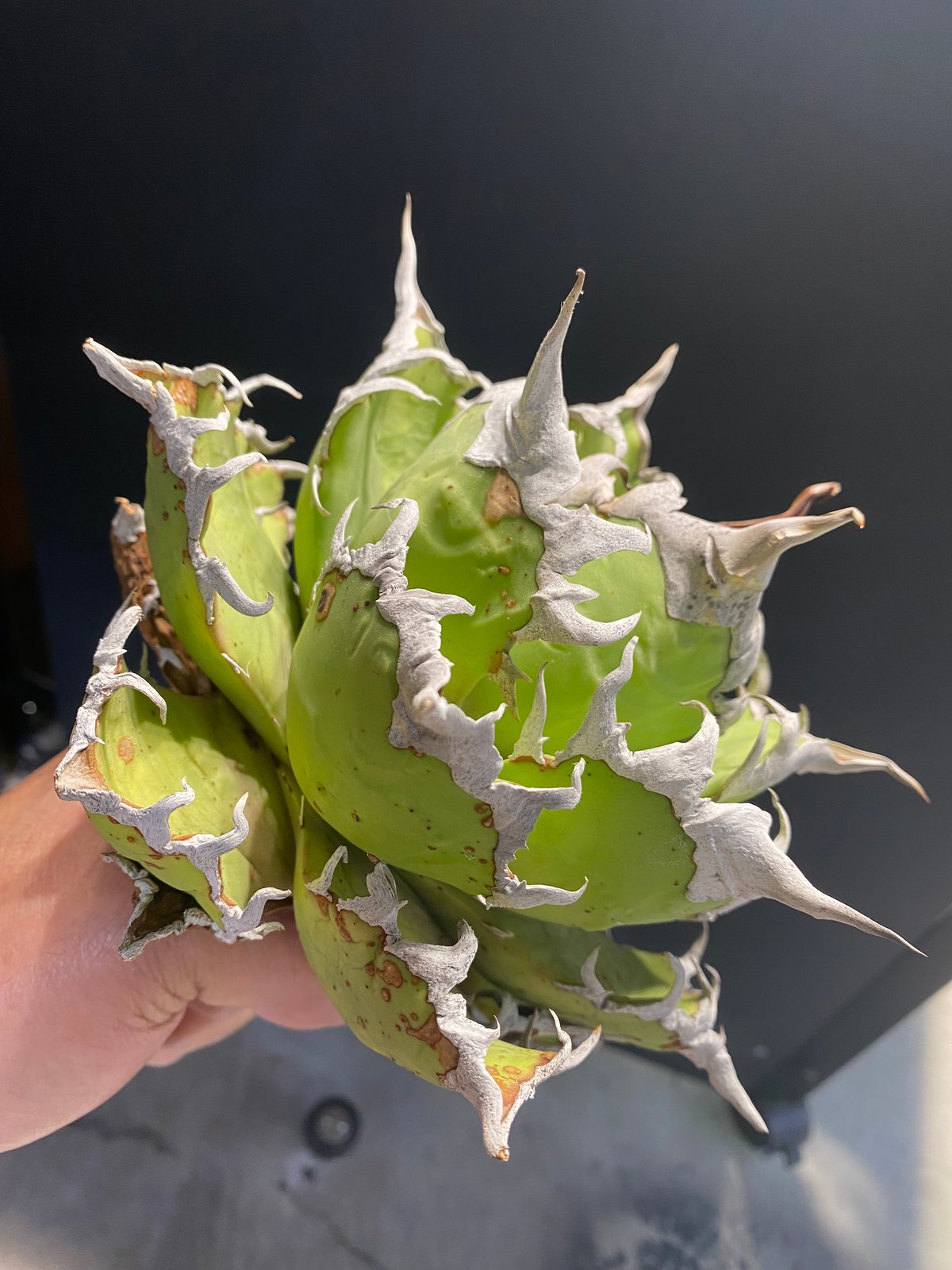 Lize 産 Agave Titanota シーザー　Caesar Agave Titanota 'Caesar' - アガベ チタノタ “シーザー” - 凱撒