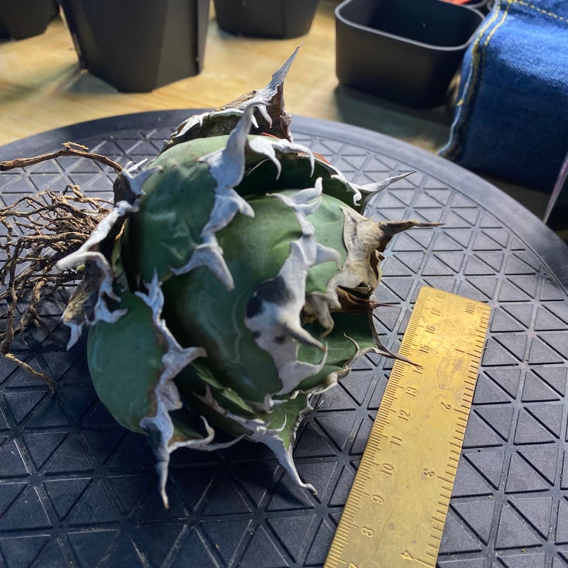 lize産　白鯨　大株 アガベ 台湾Lize産の白鯨1号｜勝手に丸くなる優等生