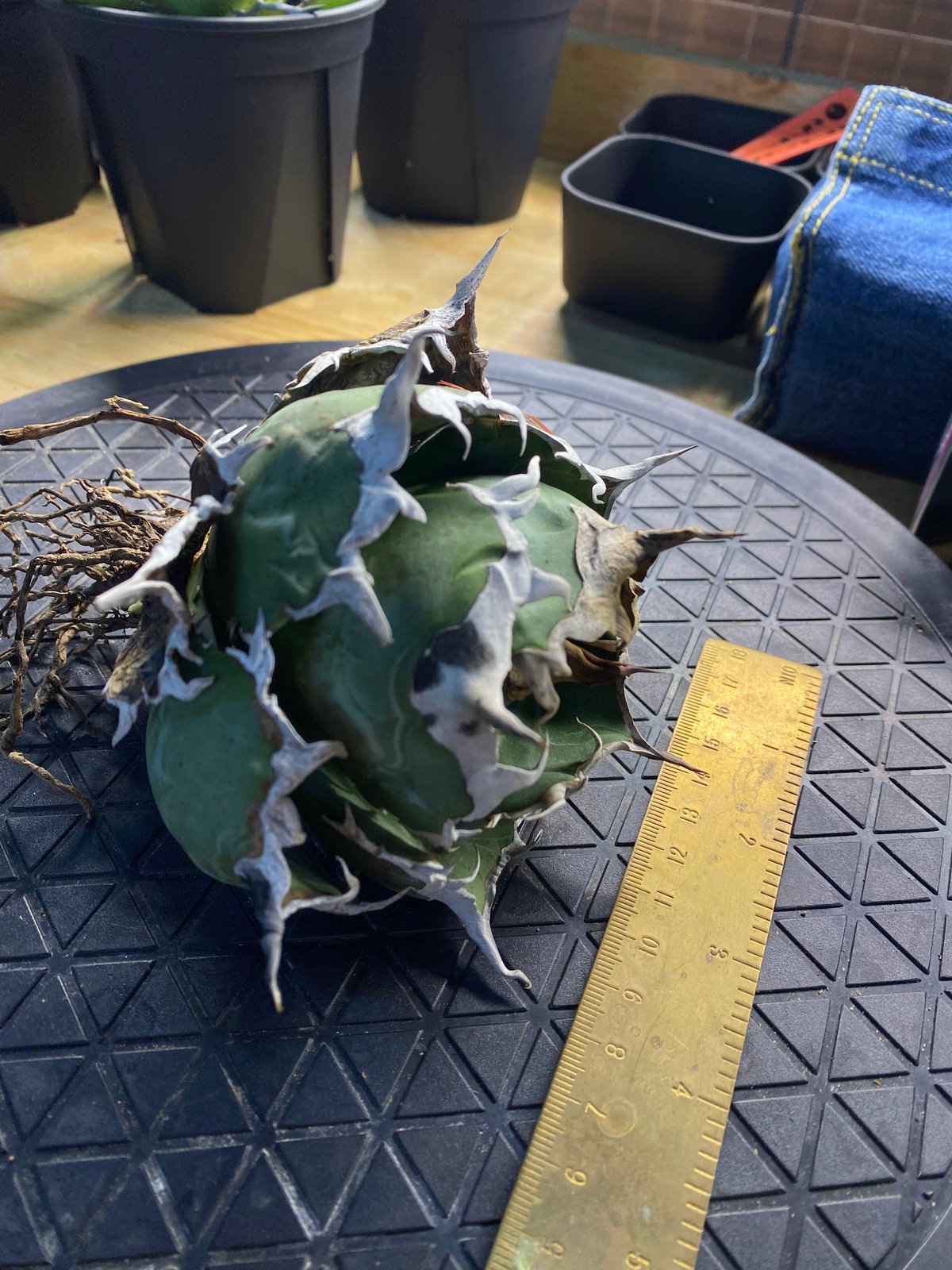 LIZE産 特選白鯨 (2) | Kenmay