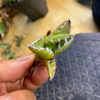 LIZE産　螃蟹　子株　(2)