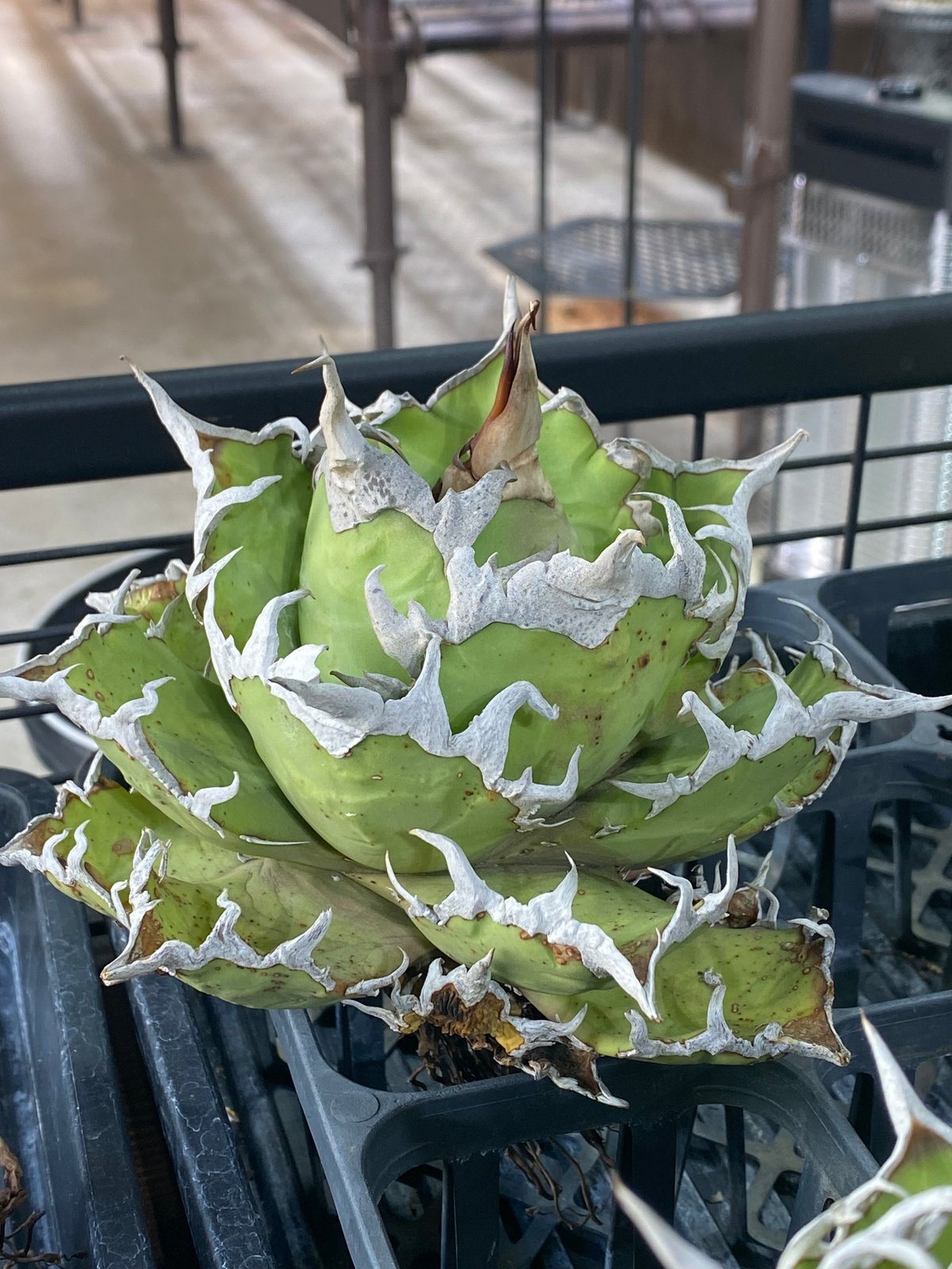 Lize 産 Agave Titanota シーザー　Caesar Agave Titanota 'caesar' - アガベ チタノタ “シーザー” - 凱撒