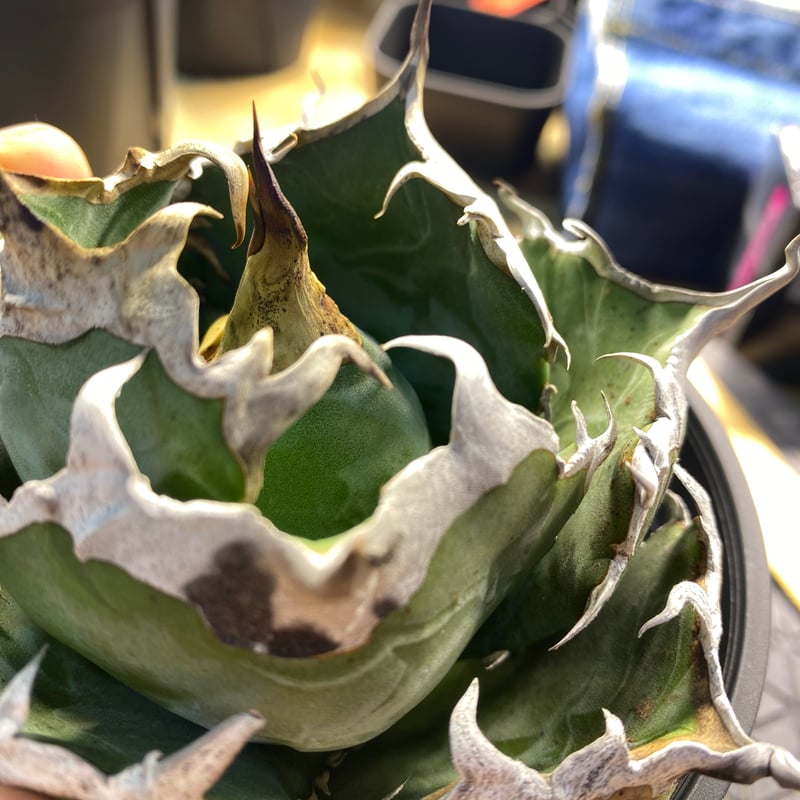 限定1】Coyote Plants産 安曇野白鯨（帯向氏由来） 子株 OC 限定