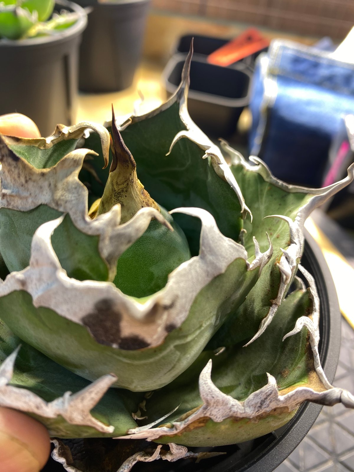 LIZE産 特選白鯨 (2) | Kenmay