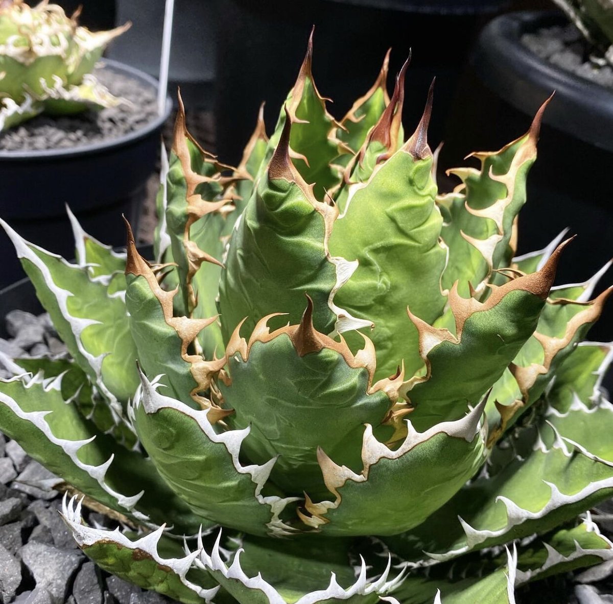 寛版刺し 萬代巌龍 (ローファンサ＆チタノタ) | Kenmay