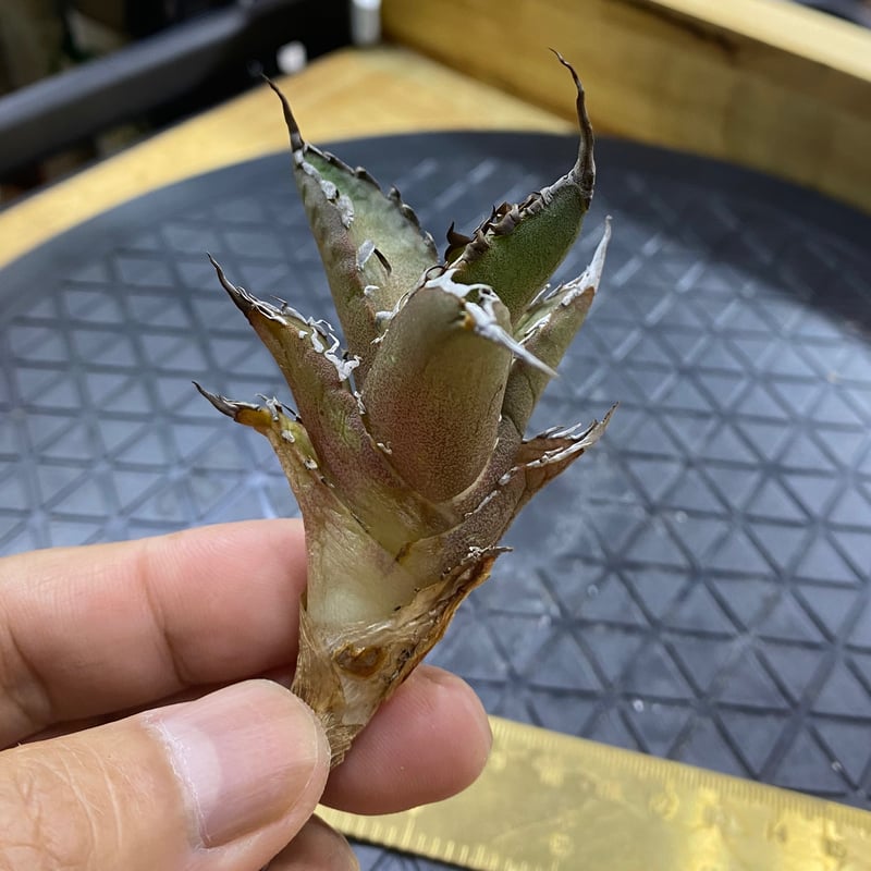 Agave Titanota Caesar No.5子株(Lize産) | Kenmay