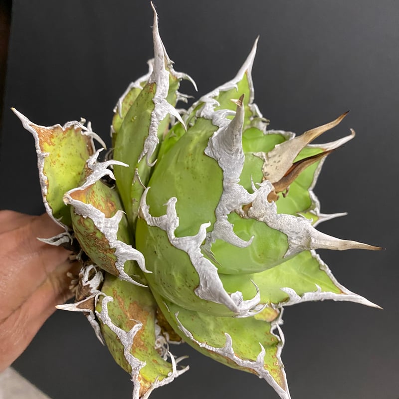 Agave Titanota Caesar 中株(Lize産)002 | Kenmay