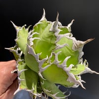 アガベ　白毫刺/ ビャクゴウシ　発根済み　プレステラ105　オリジナル 白毫刺 | Kenmay