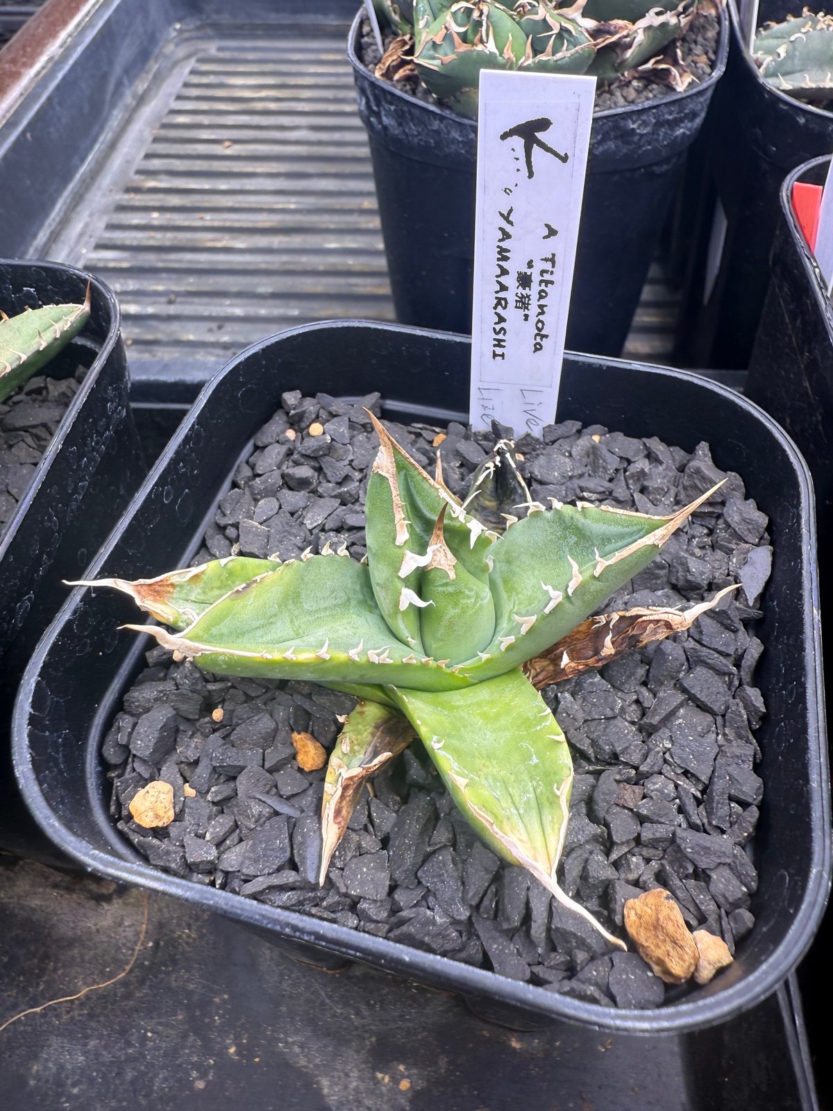 lize血統 豪豬 希少種 | Kenmay