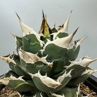 lize血統 豪豬 希少種 | Kenmay