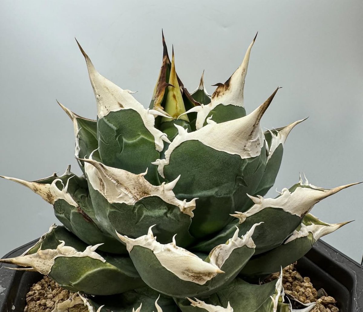 lize血統 豪豬 希少種 | Kenmay