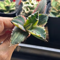 LIZE産 特選白鯨 (2) | Kenmay