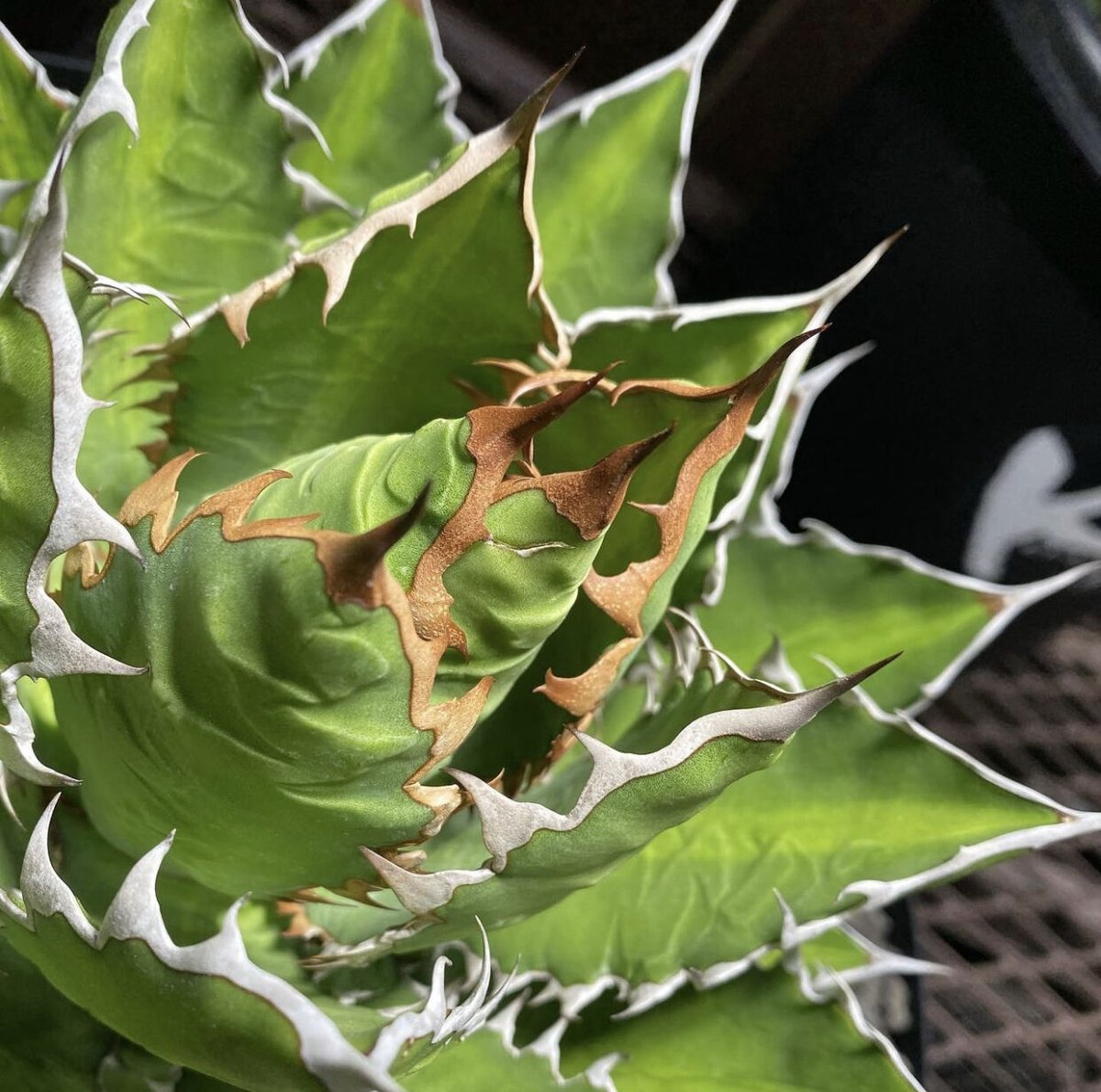 たぶん初代？ラグゼ553 がまかつ 初代ラグゼ553 セミダブル