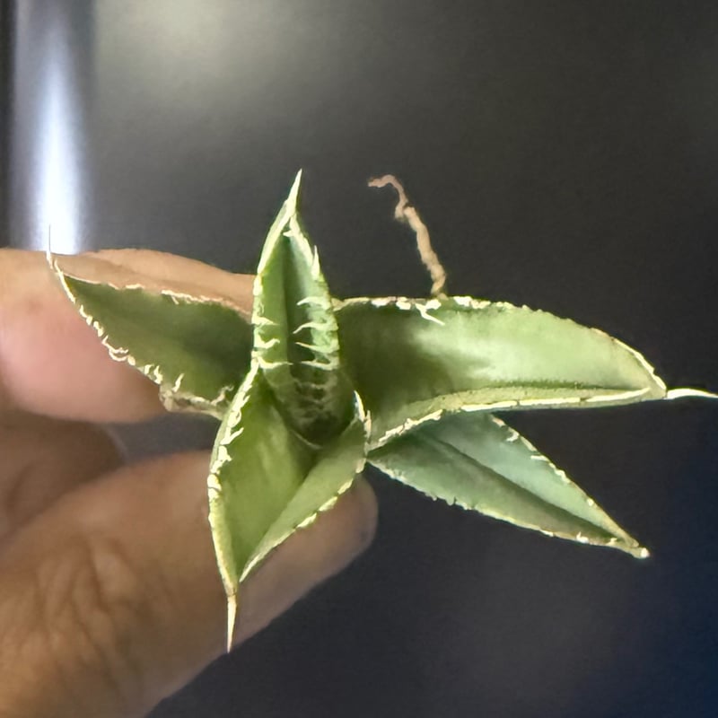 白毫刺 20250913 001 | Kenmay