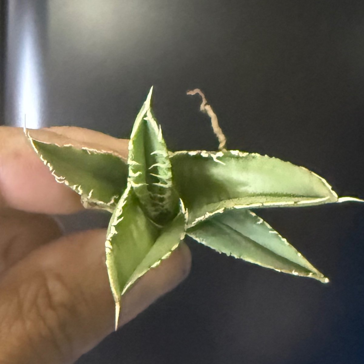 アガベ　白毫刺/ ビャクゴウシ　発根済み　プレステラ105　オリジナル Amazon.co.jp アガベ チタノタ 白毫刺 白豪刺 良血統 発根済