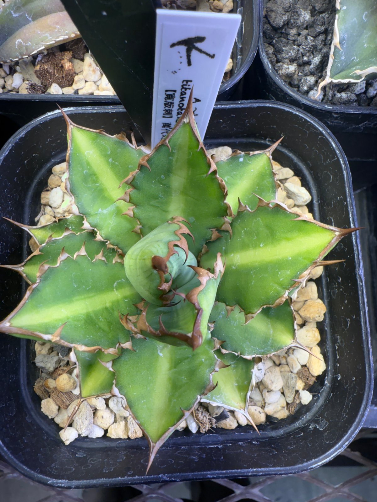 アガベ　斑入り12株セット 栽培キット 種から育てる アガベ栽培セット アガベ パリーホーチ