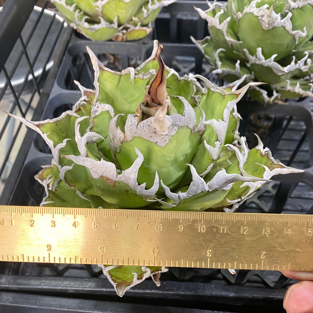 チタノタシーザー　台湾lize産　凱薩 大株 極上! アガベ チタノタ シーザー 凱撒 Agave titanota 'Caesar