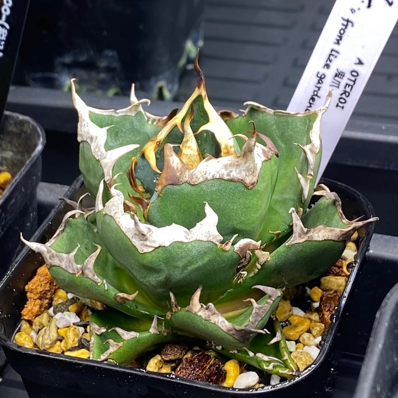 アガベ チタノタ Lize産 鬼爪