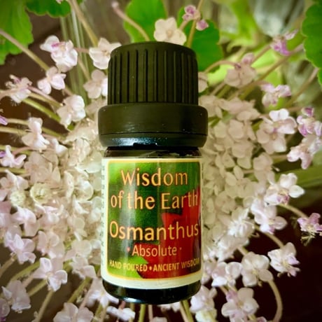 WOTE メディシナルアロマセラピスト認定講師がお勧めする精油を