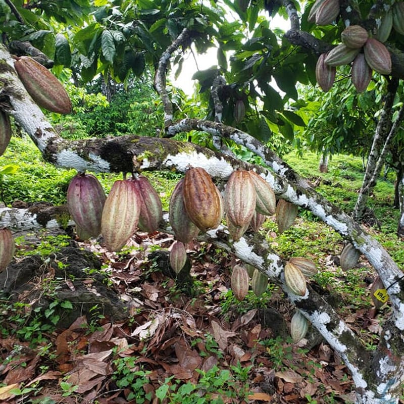 サモア75％ ダークチョコレート | CHOCOLATERIE CAMEL