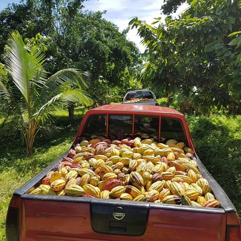 サモア ミルクチョコレート | CHOCOLATERIE CAMEL