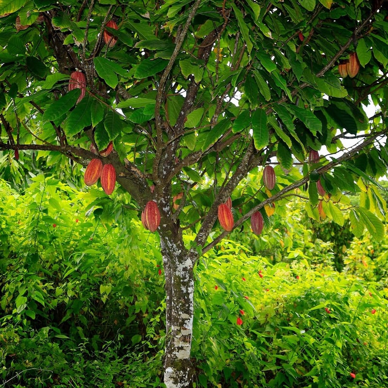 サモア65％ ダークミルクチョコレート | CHOCOLATERIE CAMEL