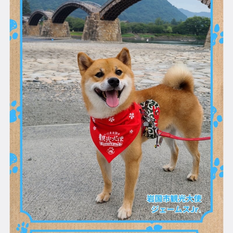 クリアファイル（観光大使） | 嵐山の柴犬ジェームス