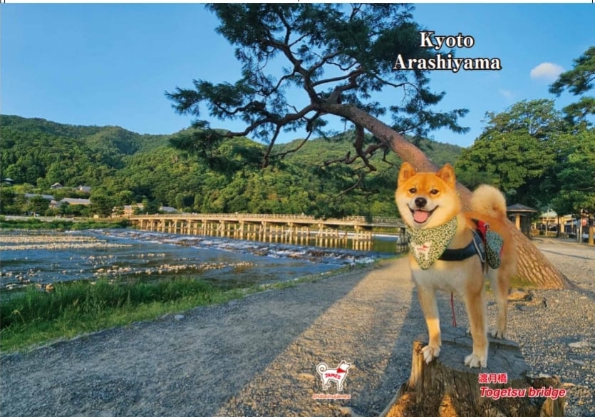 新作クリアファイル5枚セット（お得！） | 嵐山の柴犬ジェームス