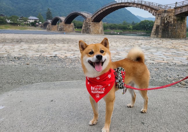 嵐山の柴犬ジェームス