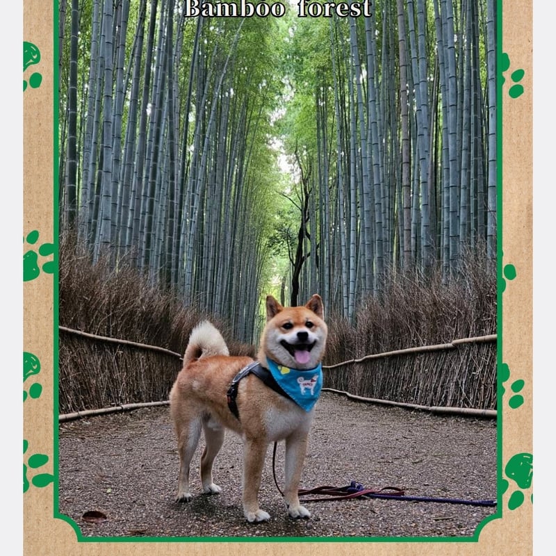 犬キャラクタークリアファイル4枚セット 新作クリアファイル5枚セット（お得！） | 嵐山の柴犬ジェームス