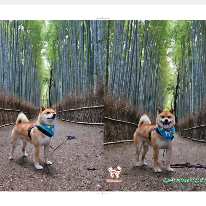 新作クリアファイル5枚セット（お得！） | 嵐山の柴犬ジェームス