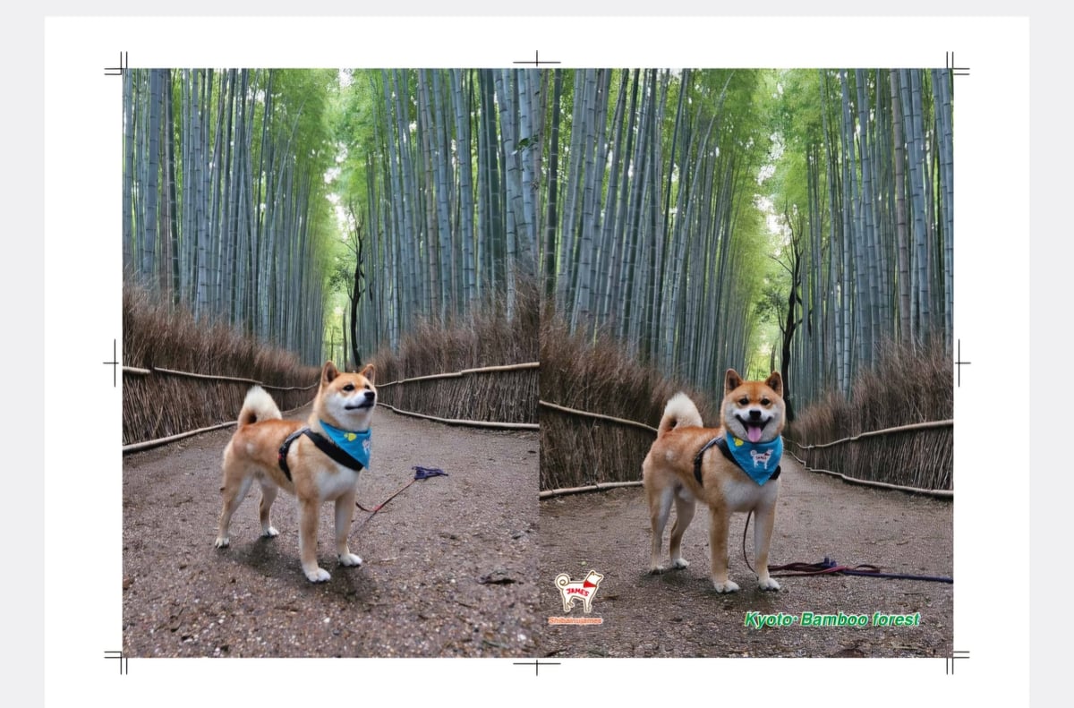 犬キャラクタークリアファイル4枚セット 楽天市場】ほぼ日のクリアファイル（2枚セット） / 101匹わん