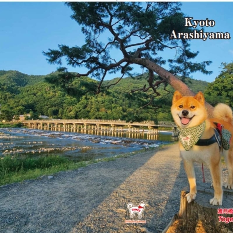クリアファイル（両面渡月橋） | 嵐山の柴犬ジェームス