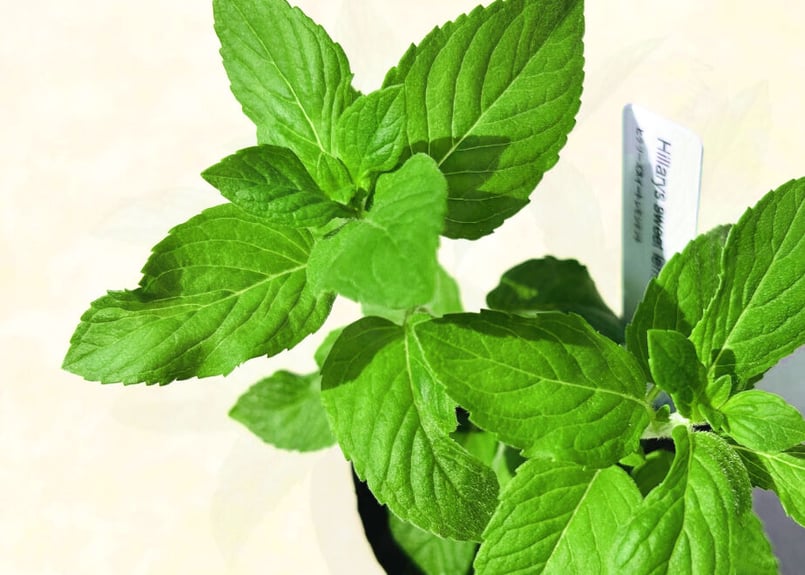 ミントレモン様 リクエスト 2点 まとめ商品 ミント&レモン ボディー＆ヘアミスト 50ml – 生活の木