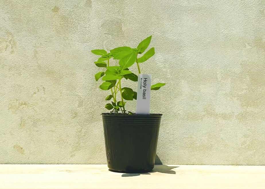 ちょこっと菜園]バジル好きのためのハーブ栽培セット(4種) | まるく