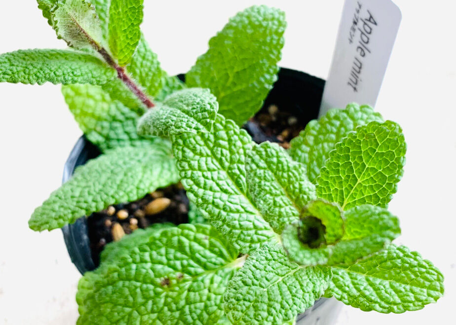 アップルミント(2POT) | まるく商店オンラインショップ