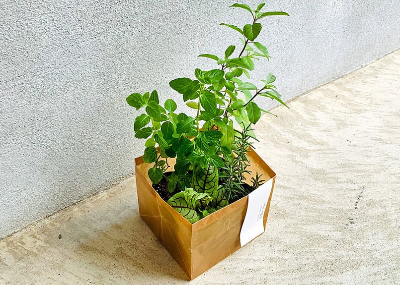 おまかせ有機ハーブ栽培セット(4種) | まるく商店オンラインショップ