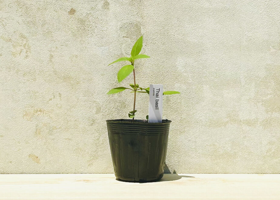 ちょこっと菜園]バジル好きのためのハーブ栽培セット(4種) | まるく