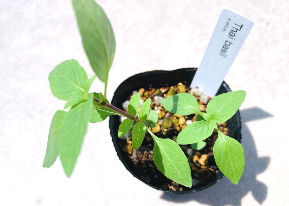 ちょこっと菜園]バジル好きのためのハーブ栽培セット(4種) | まるく