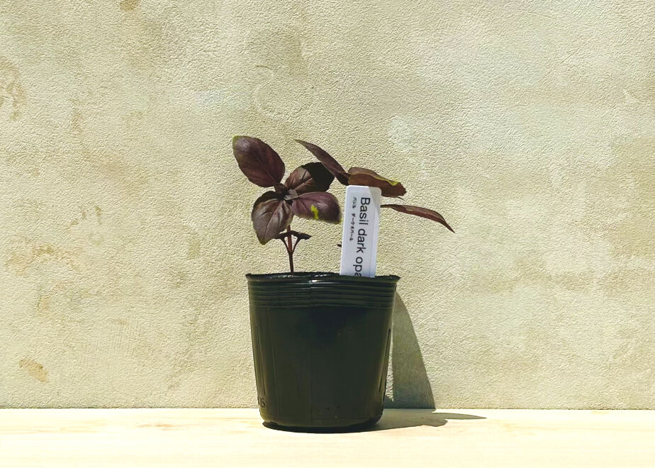 ちょこっと菜園]バジル好きのためのハーブ栽培セット(4種) | まるく