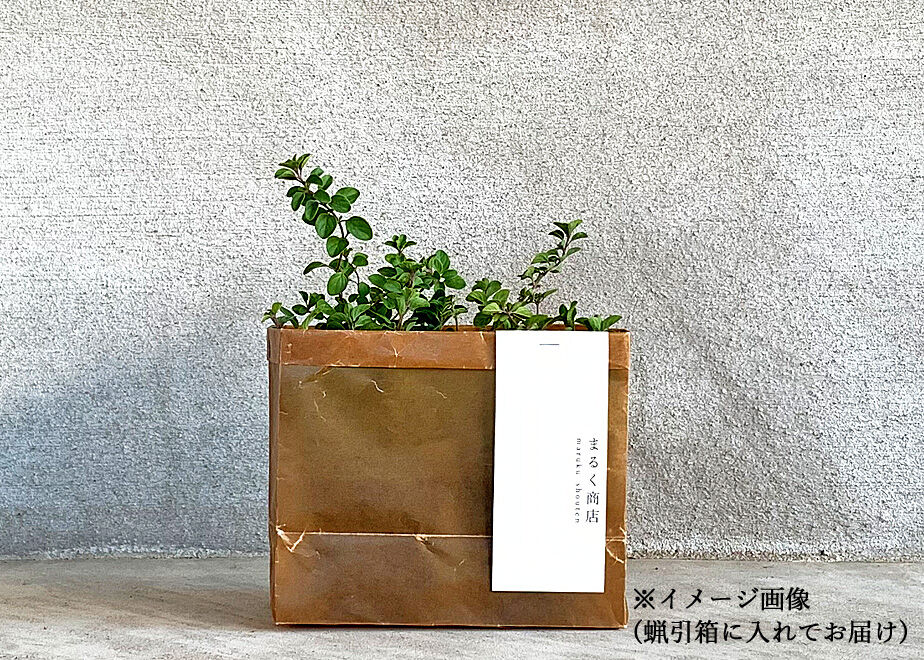 オレンジミント(2POT) | まるく商店オンラインショップ