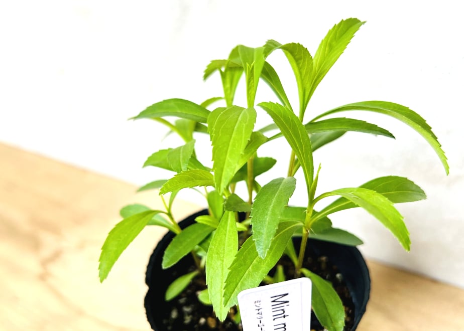 ミント・マリーゴールド(2POT) | まるく商店オンラインショップ