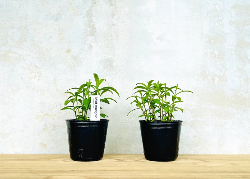 ミント・マリーゴールド(2POT) | まるく商店オンラインショップ