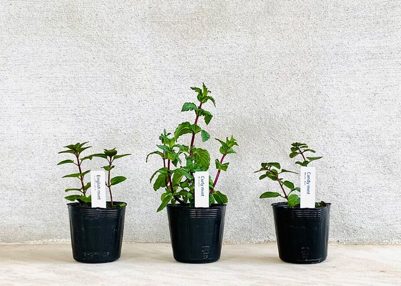 おまかせ有機ハーブ栽培セット(4種) | まるく商店オンラインショップ