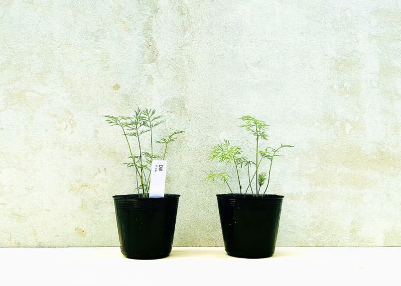 ディル(2POT) | まるく商店オンラインショップ
