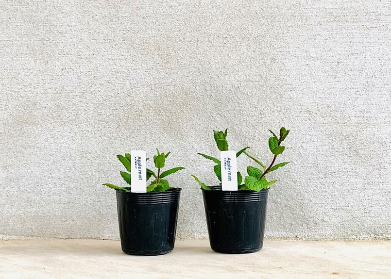 アップルミント(2POT) | まるく商店オンラインショップ
